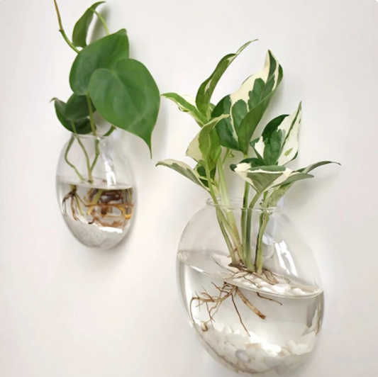 wall vase for plants